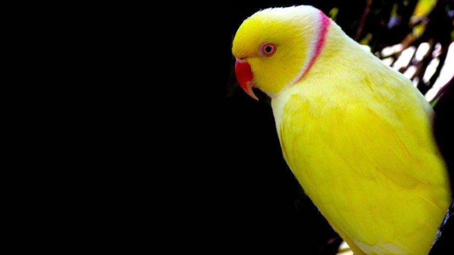 Yellow Parrot Wallpaper HD For Mobile Phone Laptop And Pc 9482