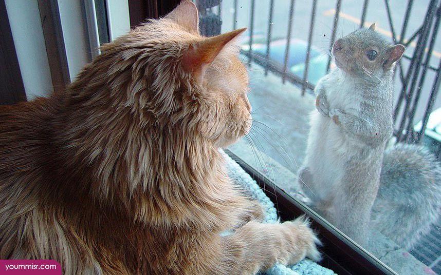 Photos Cats free to good home 2015 2016 wallpaper