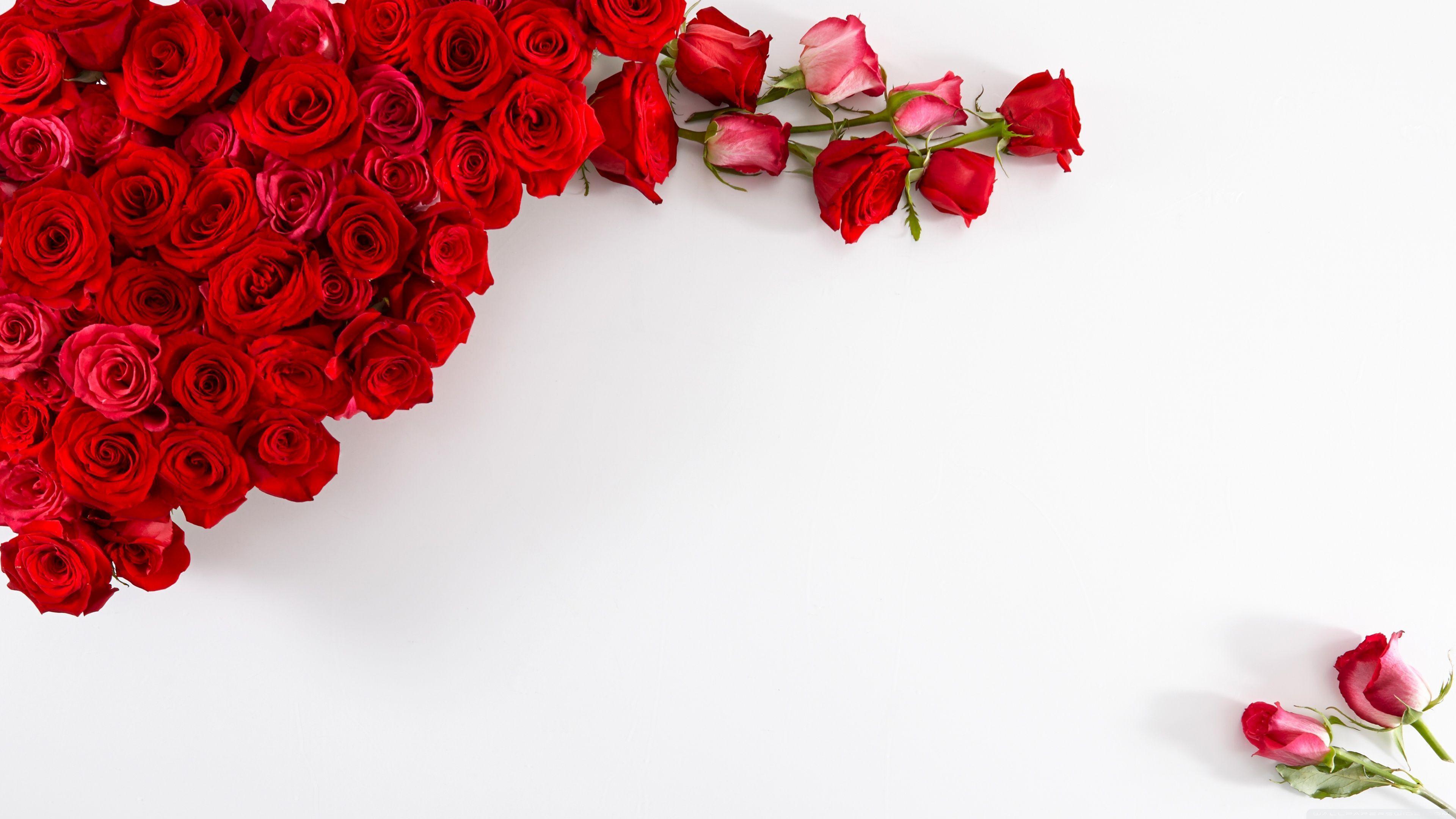 Red Roses on White Background Ultra HD Desktop Background