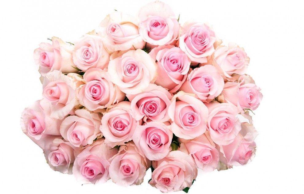 Pink Roses Most Beautiful Wallpaper Ultra HD 4K