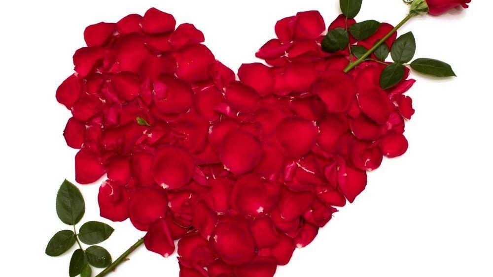 Valentine Day Love Red Rose Heart HD Wallpaper Fashion