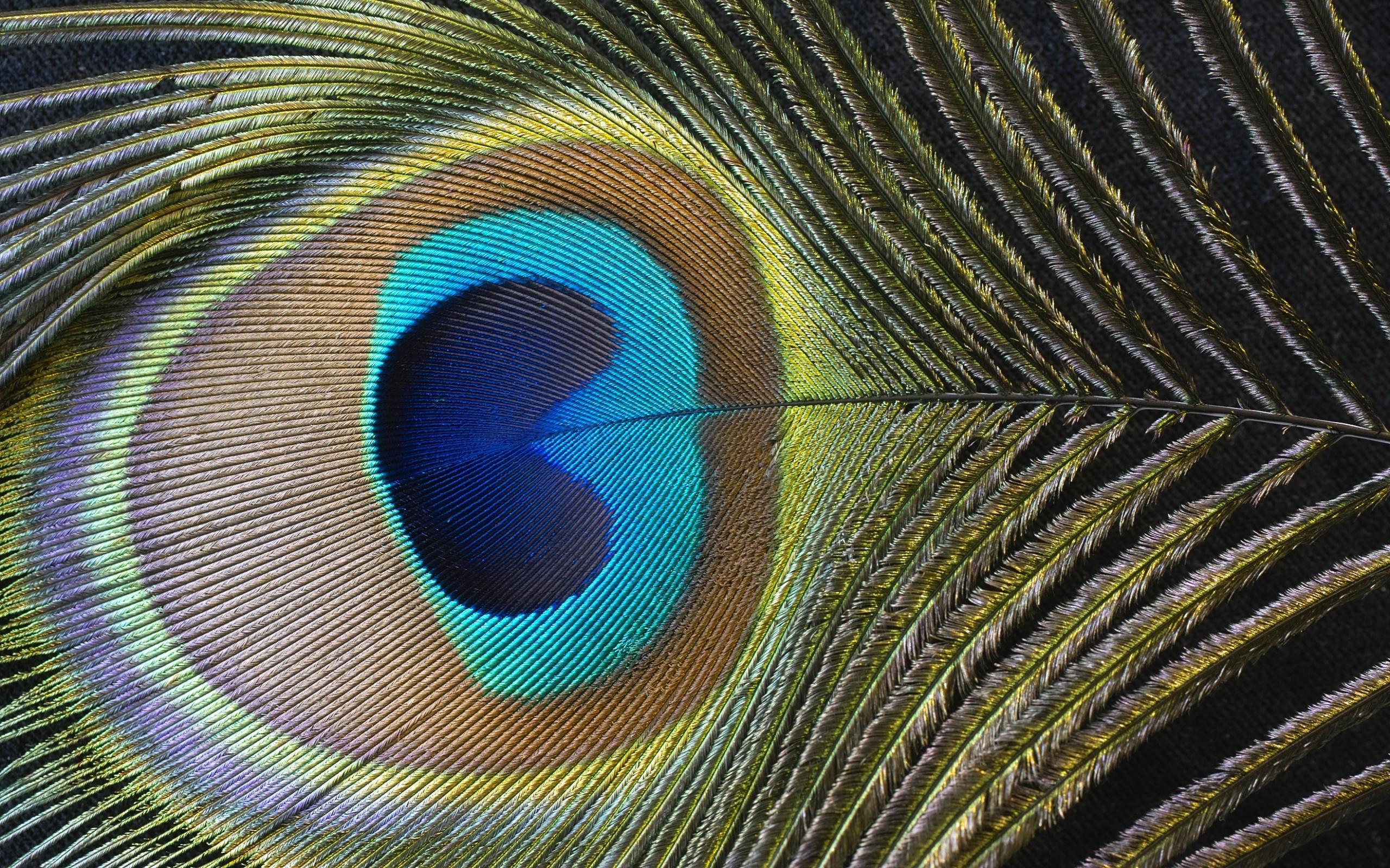 1000+ image about Peacock