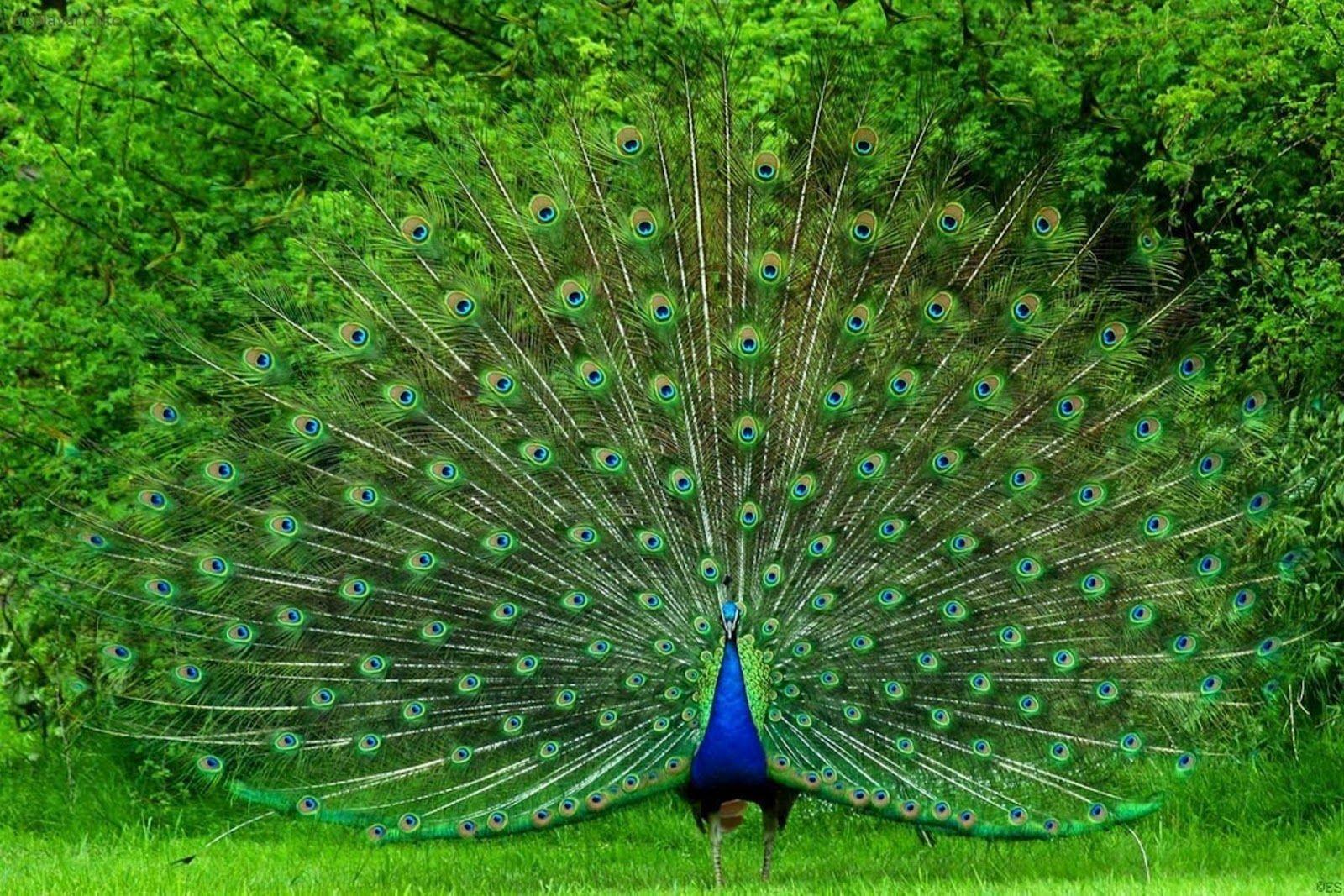 beautiful peacock desktop