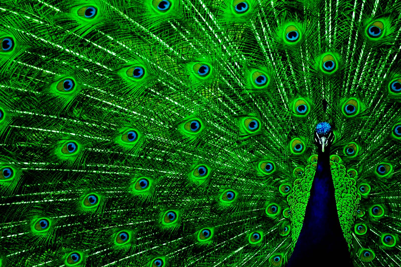 colorful peacock feathers wallpaper