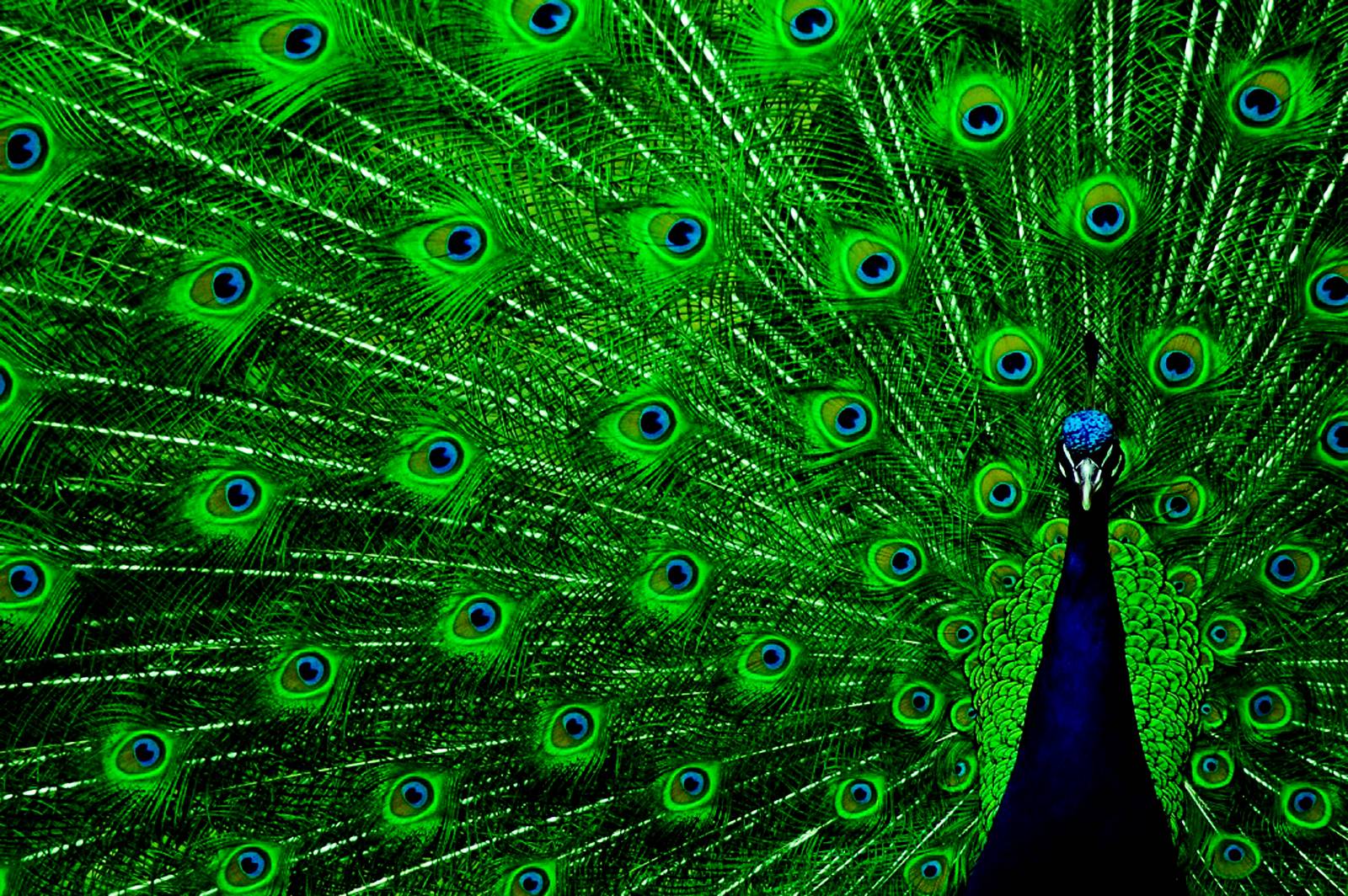 Best Beautiful Peacock HD Image Photo And Wallpaper Download