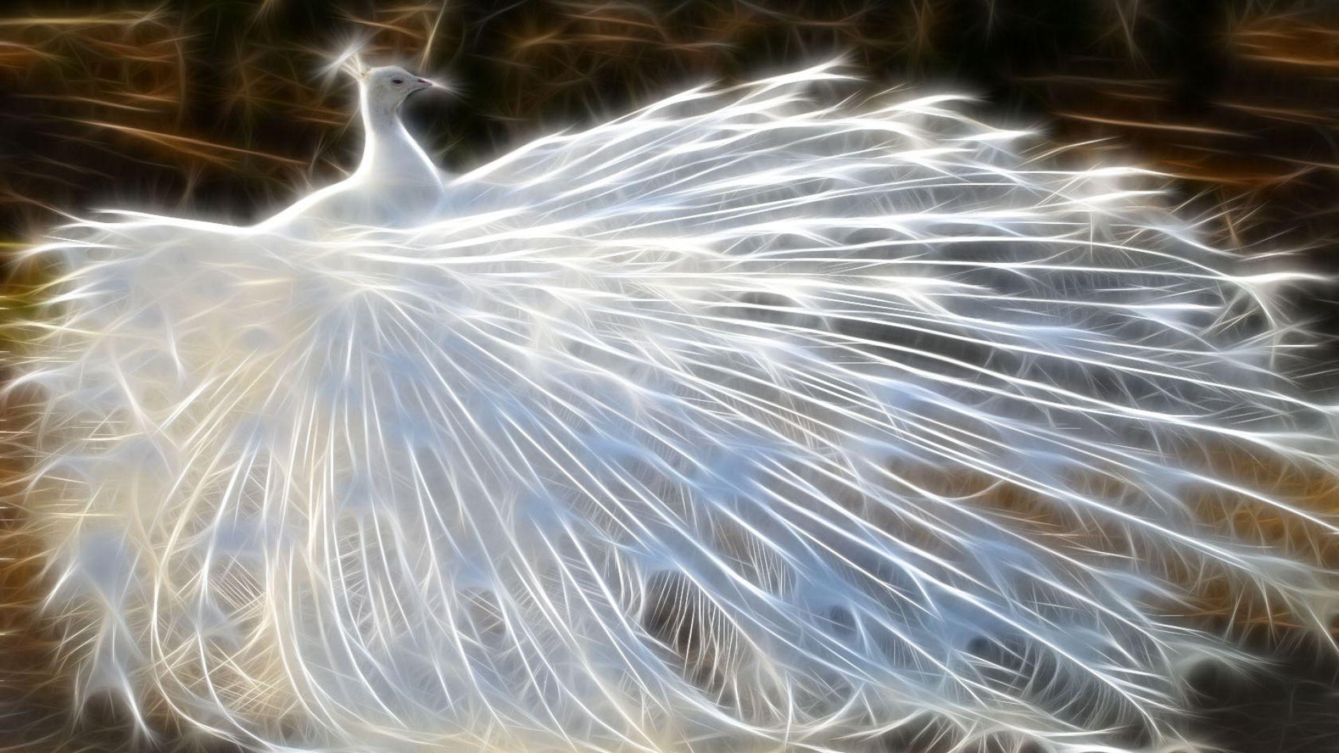 Best Beautiful Peacock HD Image Photo And Wallpaper Download