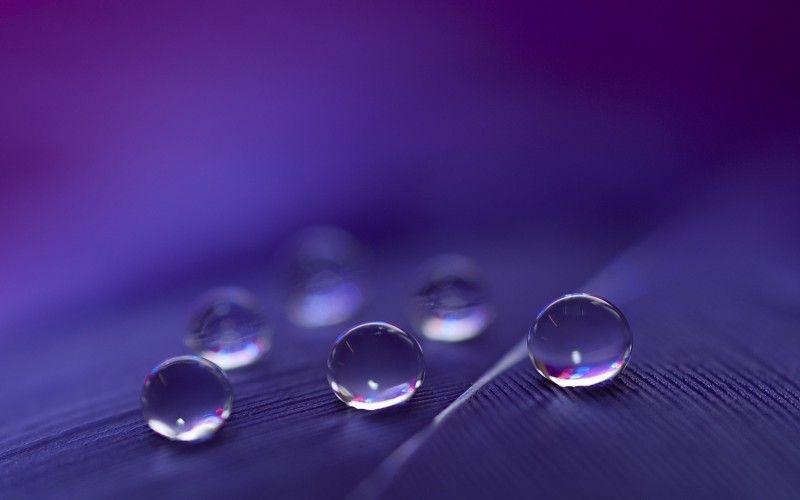 Macro Water Drops on Purple Feather HD Wallpaper free desktop