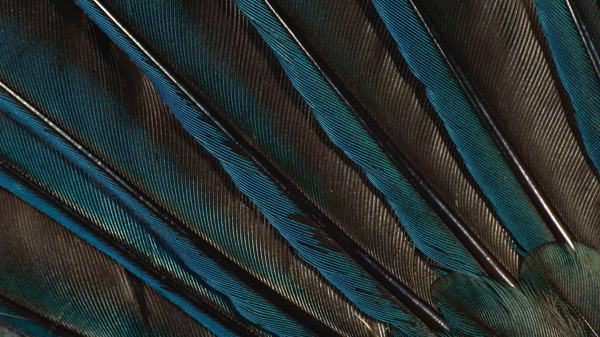 Peacock Feather, Pen, Green Wallpaper, Peacock, Feathers