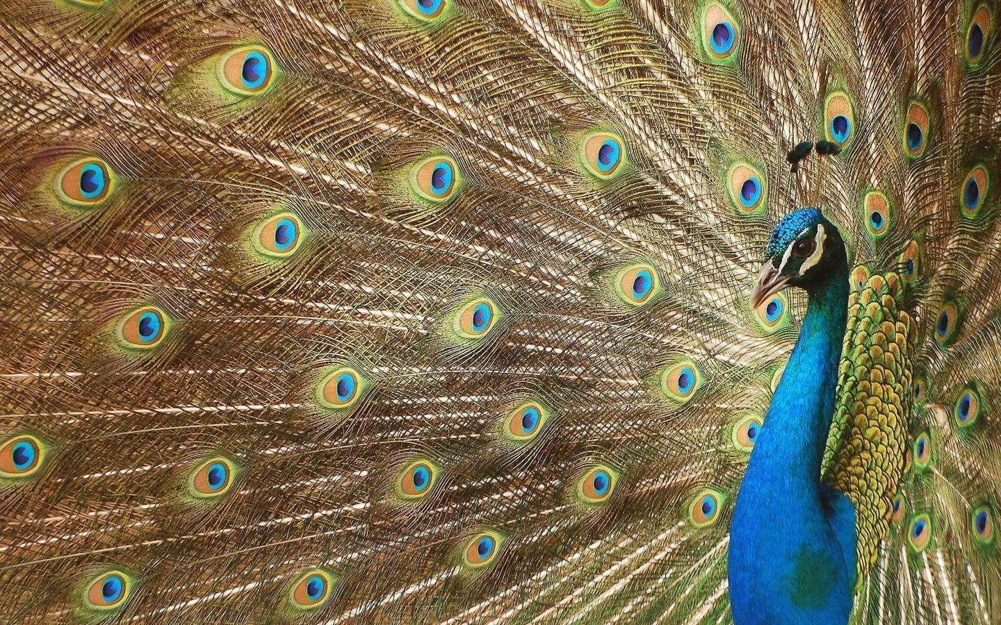 Beautiful Bird, Peacock, Beautiful Bird Wallpaper