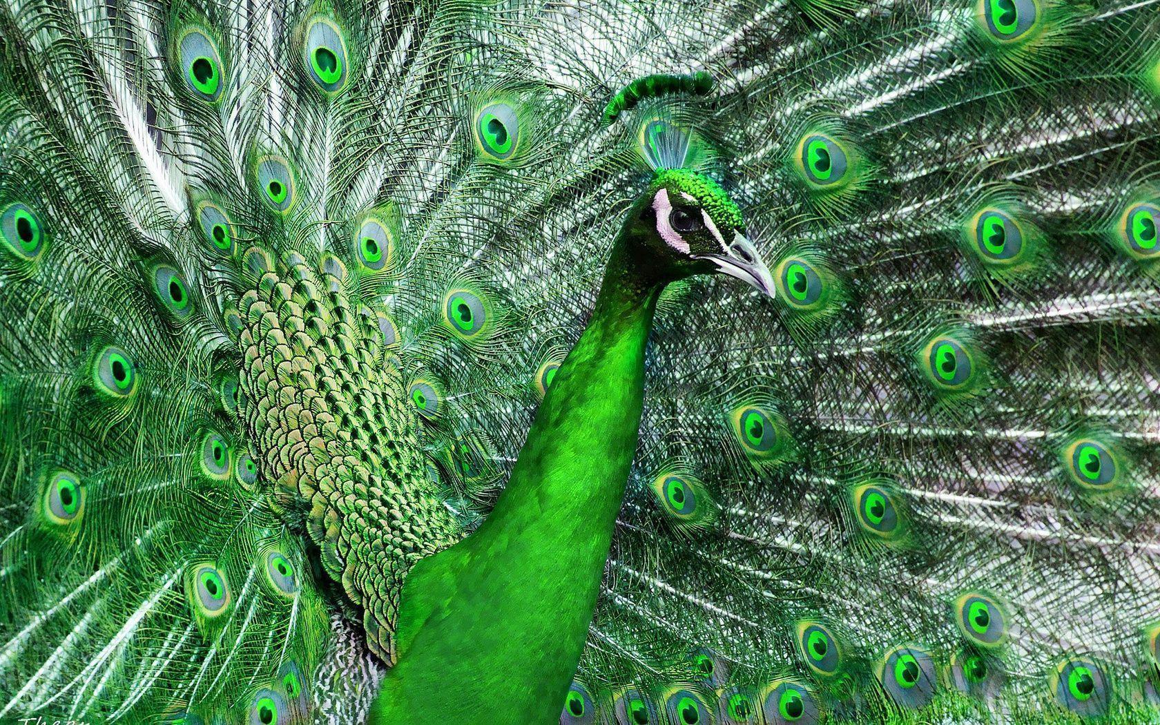 Green, Beautiful, Feathers, Peacock, Tail, Bird