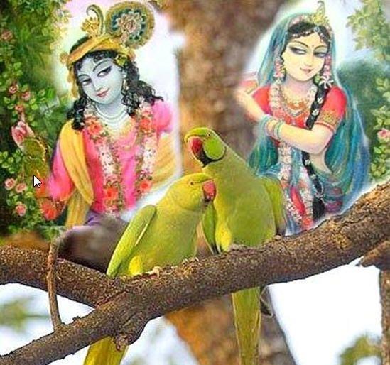 Krishna Peacock image, Krishna with Peacock Feather HD wallpaper