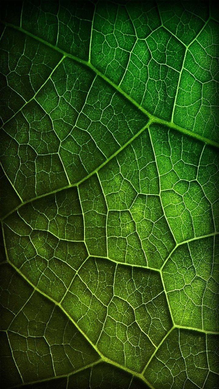 image about Nature. A Tree, Apple