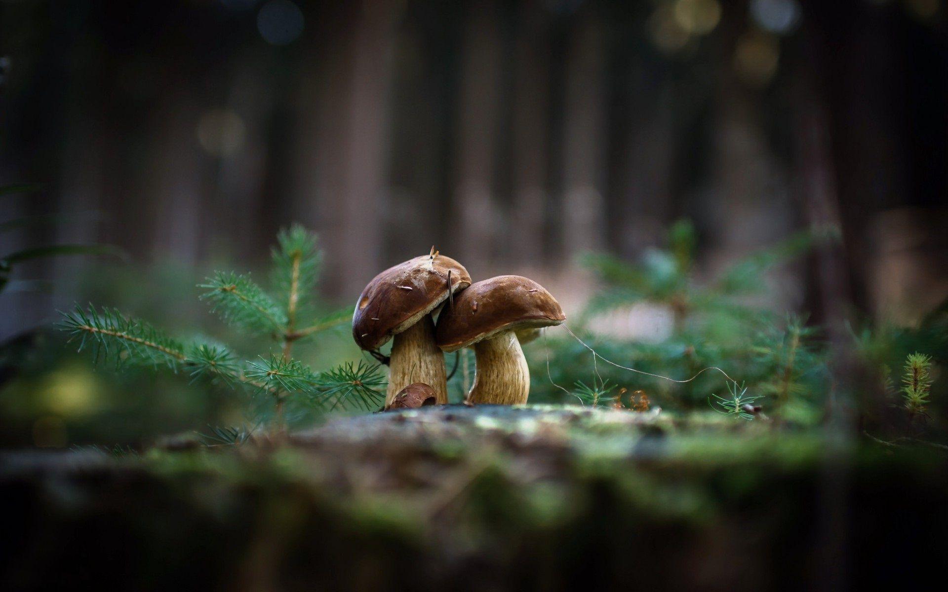 Mushrooms Love Hug Wallpaper