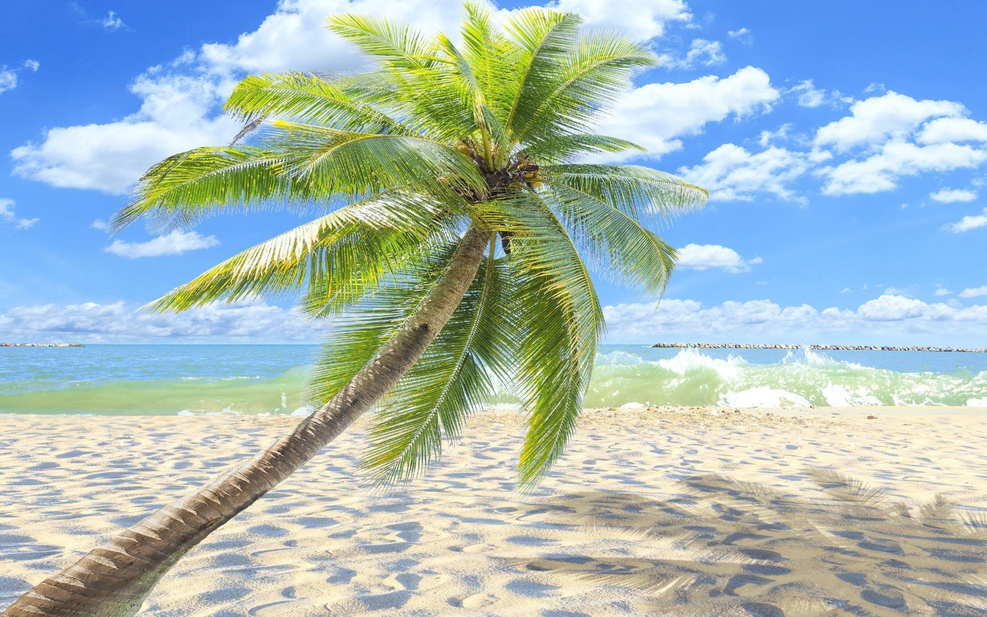 Wallpapers HD Sunny Tropical Beach