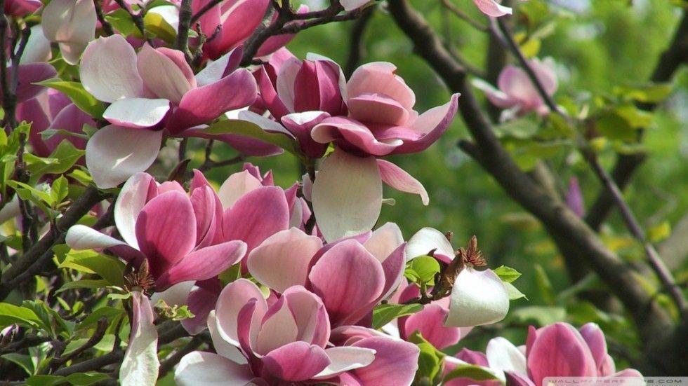 Nature Beauty Photography. Artopia 444: Art Music Photo News