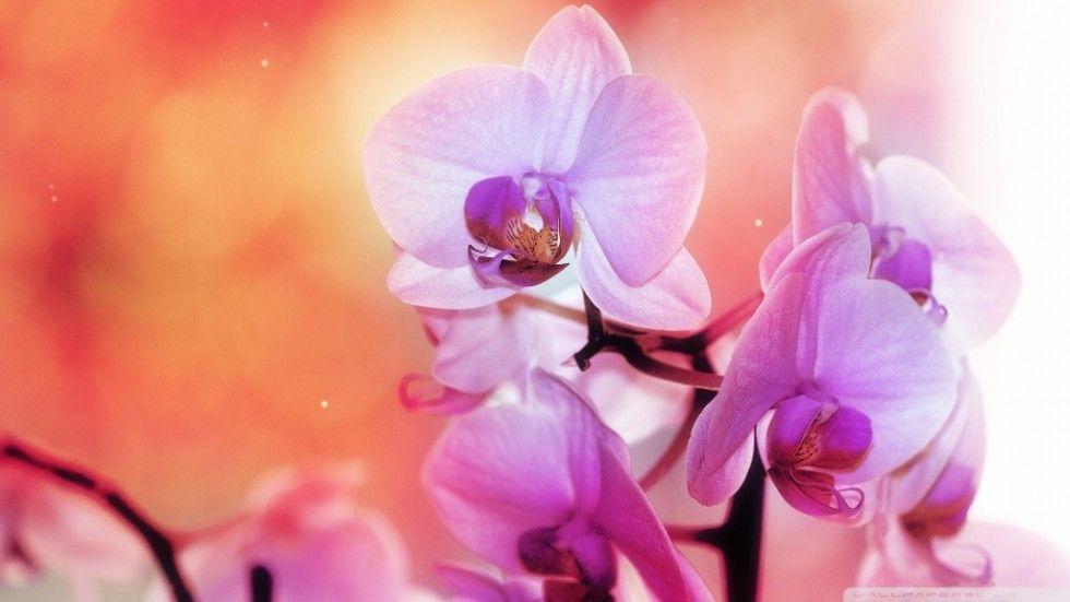 Nature Beauty Photography. Artopia 444: Art Music Photo News