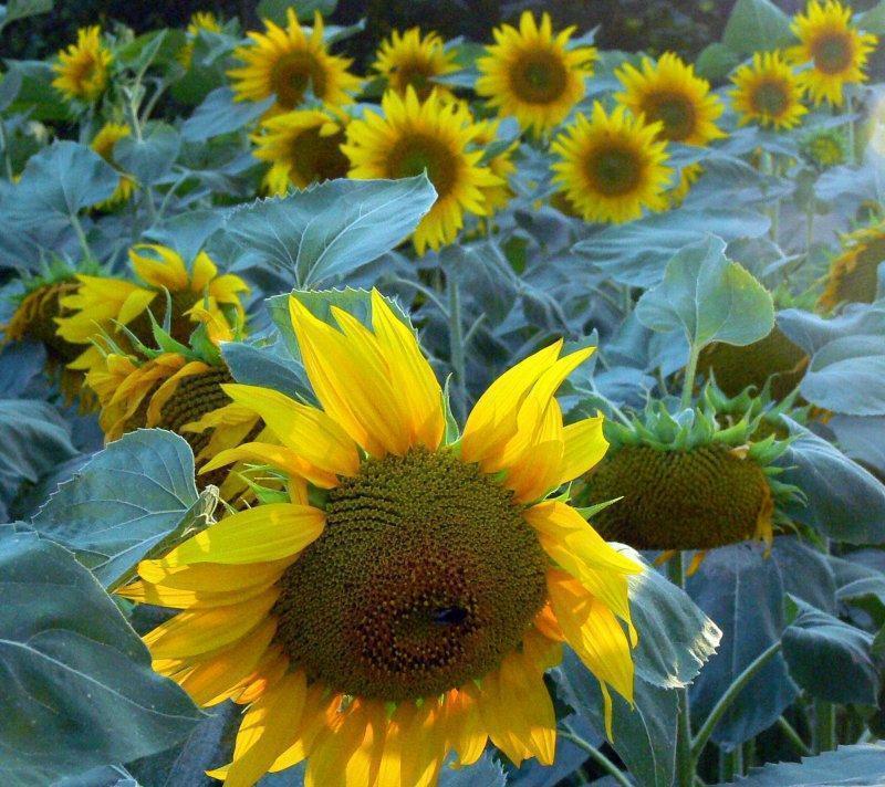 Fantastic Flowers in this World, Amazing picture super high