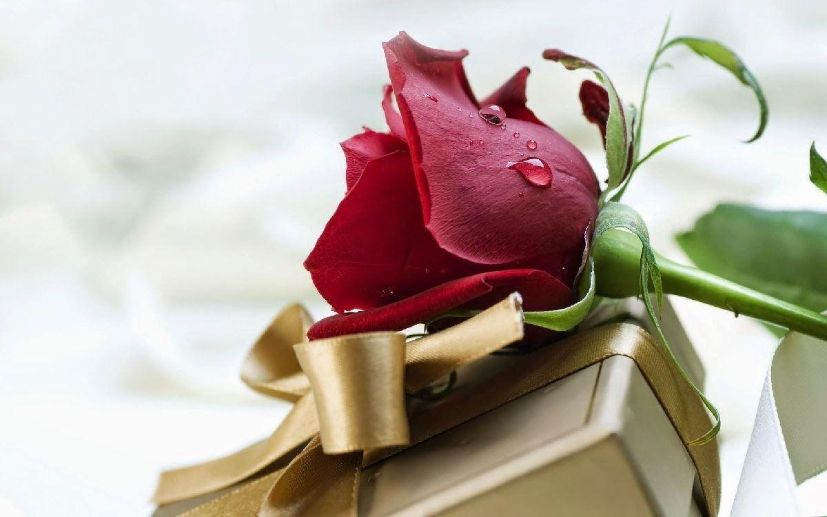 Beautiful Valentines Day Red Rose Image in Full HD Happy