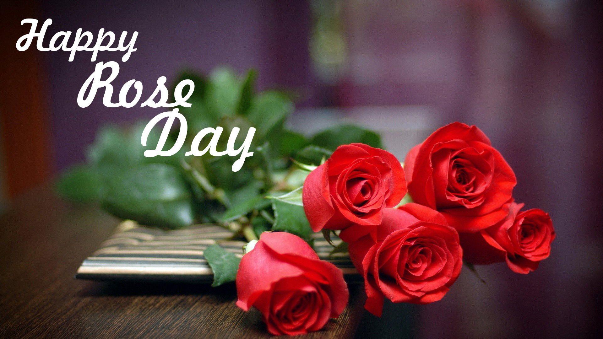 Rose Day Wallpaper and Beautiful Image 2017