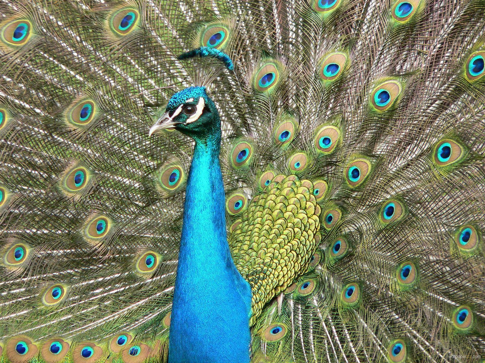 beautiful peacock desktop wallpaper