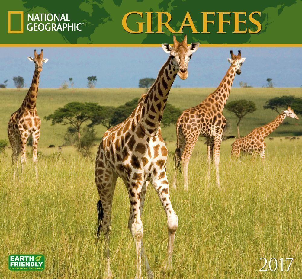 Giraffes National Geographic Wall Calendar