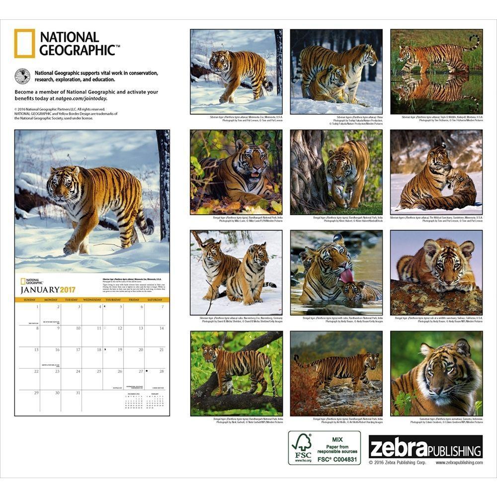 National Geographic Tigers Wall Calendar: 9781772180343