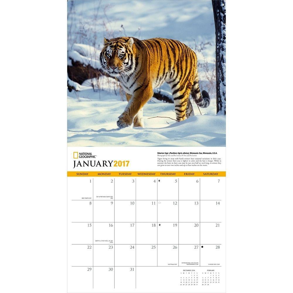 National Geographic Tigers Wall Calendar: 9781772180343