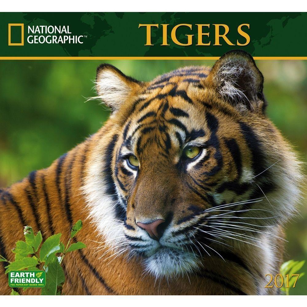 National Geographic Tigers Wall Calendar: 9781772180343