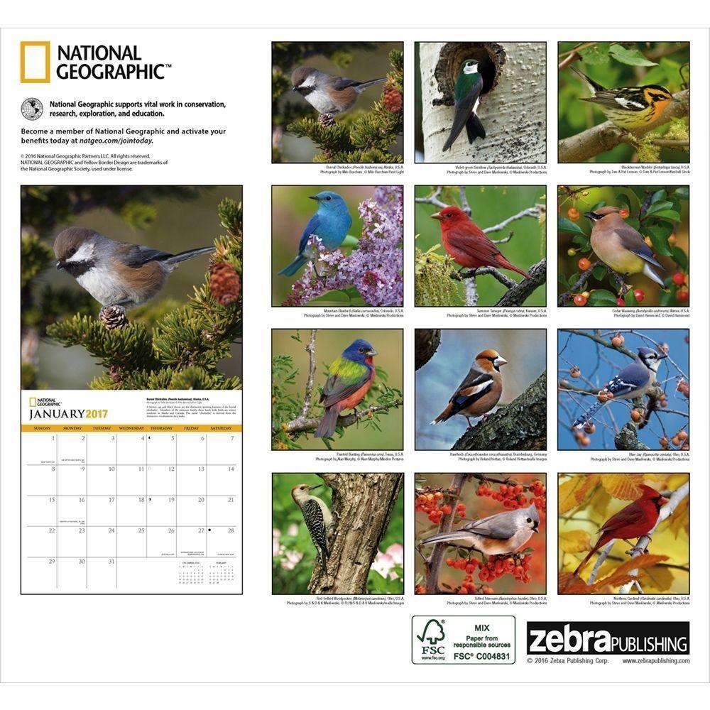 National Geographic Backyard Birds Wall Calendar: 9781772180213