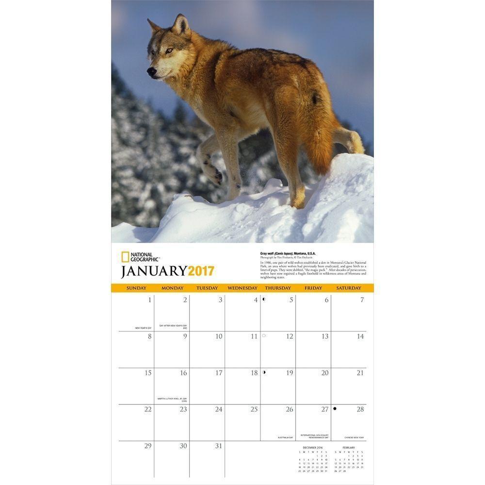 National Geographic Wolves Wall Calendar: 9781772180350