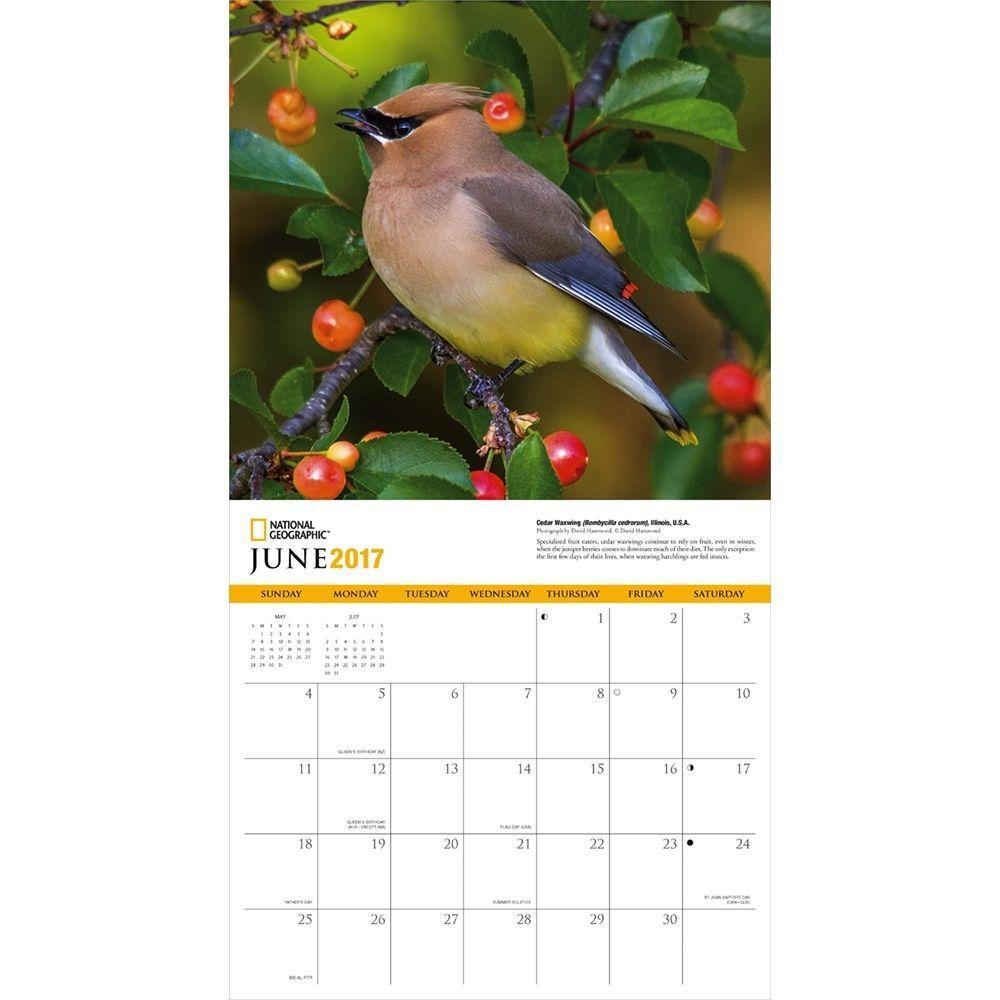 National Geographic Backyard Birds Wall Calendar: 9781772180213