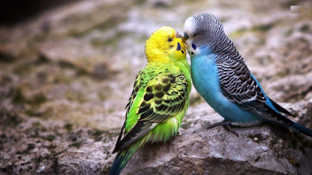Cute African Birds 3D HD wallpaper download HD