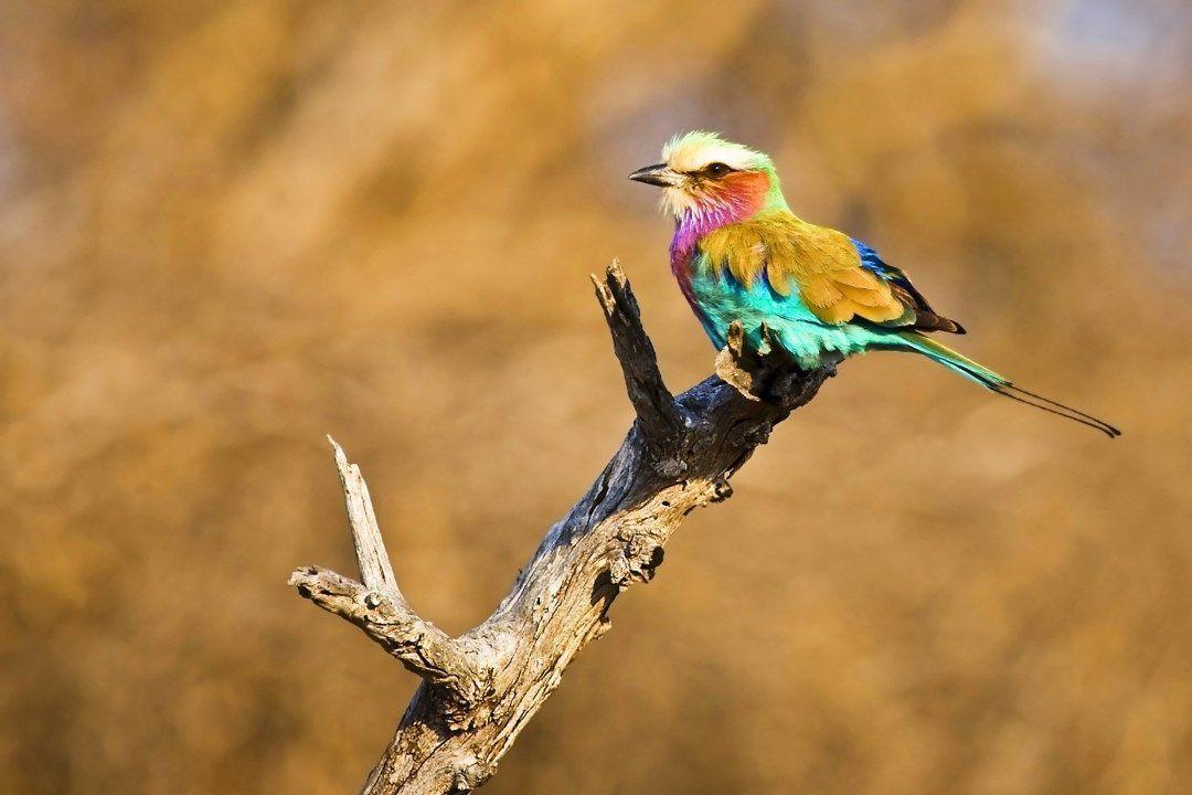 Cute African Birds 3D HD wallpaper download HD