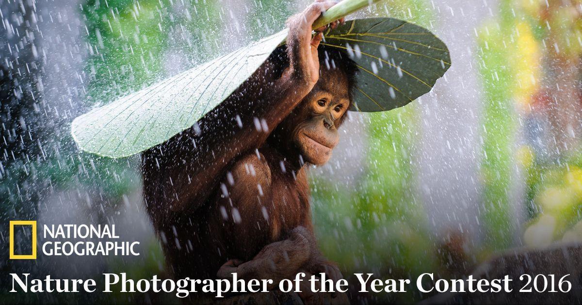 National Geographic Nature Photographer of the Year