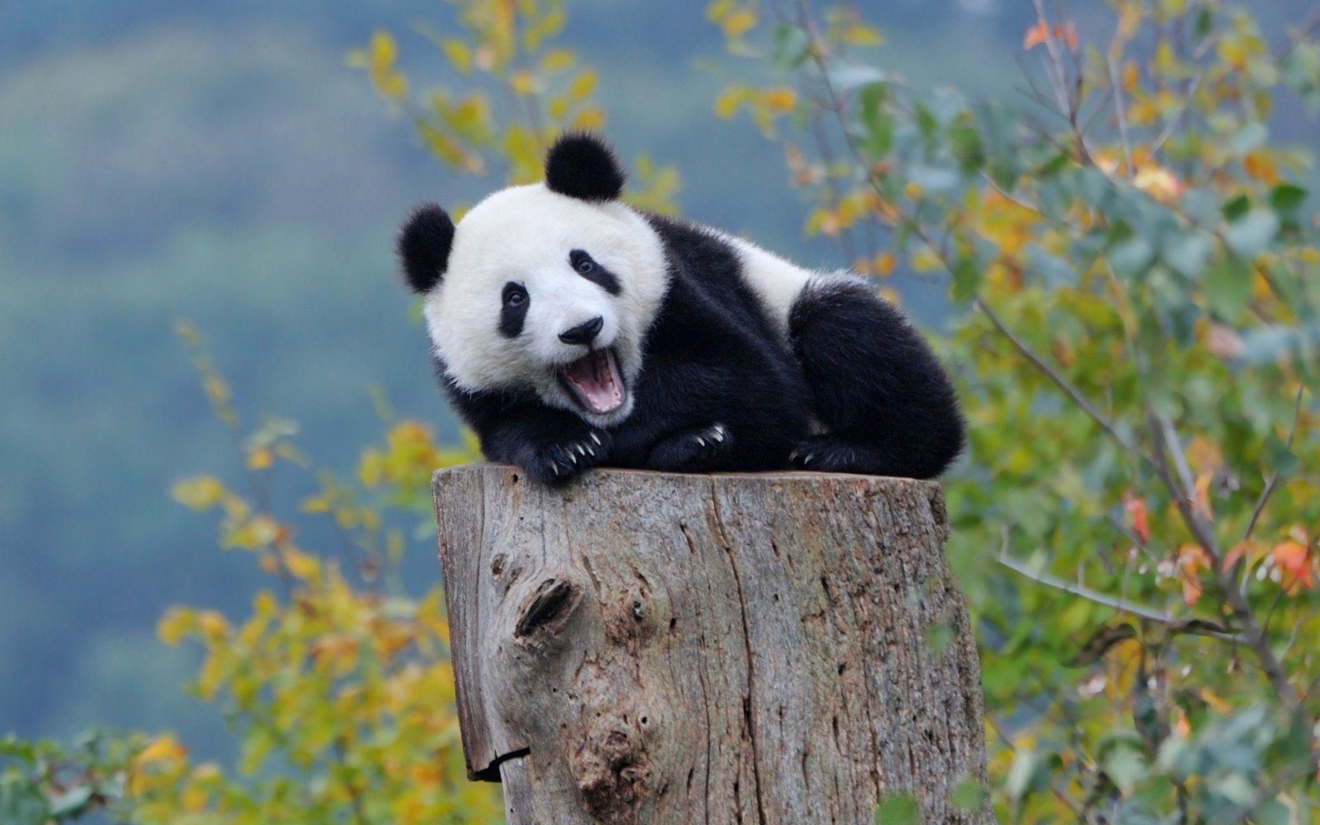 Baby Panda In Snow Wallpaper Free Cute Animal Wallpaper Desktop