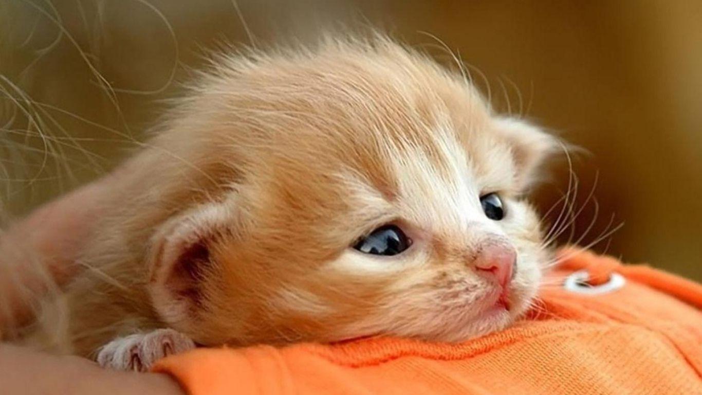 Cute Baby Cat Wallpaper