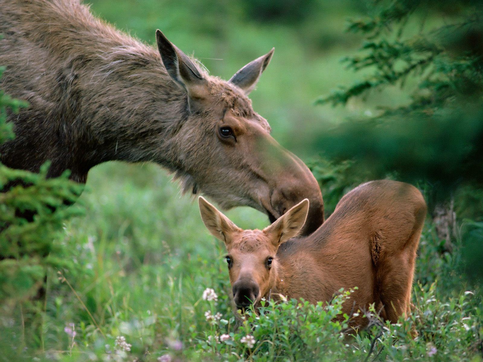 mother and baby animals