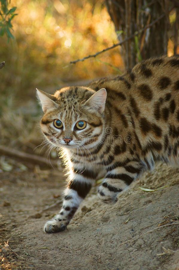 Download Black Footed Cat Felis Nigripes of wildlife, dawn: 35533358 Footed Cat Felis Nigripes of wildlife .-footed Cat Wallpaper