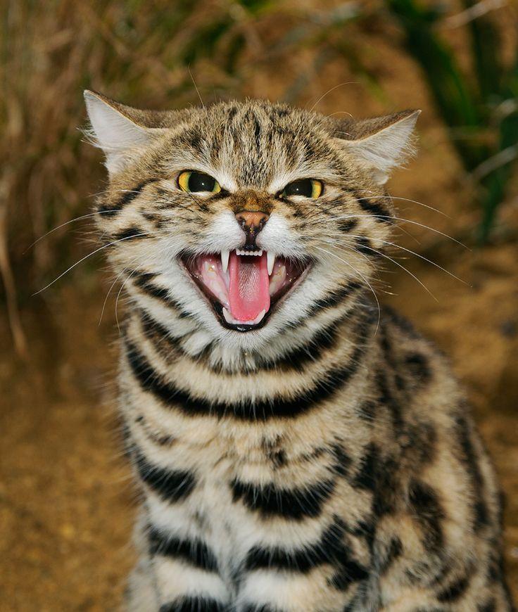 Black Footed Cat Best Cat. Breed. Black Footed Cat Image. Black. Footed Cat Wallpaper
