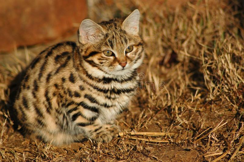 Download Small Black Footed Cat ( Felis Negripes ) Stock Image Of Spotted, Black Footed Cat ( Felis Negripes ) Stock Image Footed Cat Wallpaper