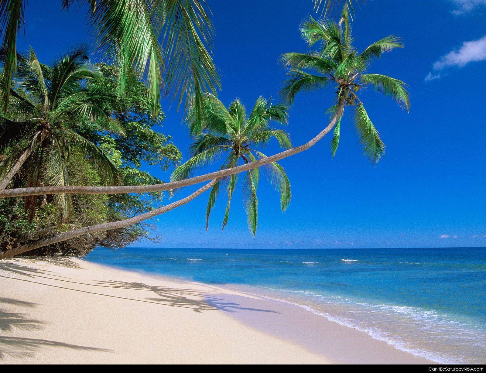 Beach Palm Tree 21733 HD Wallpaper in Beach n Tropical