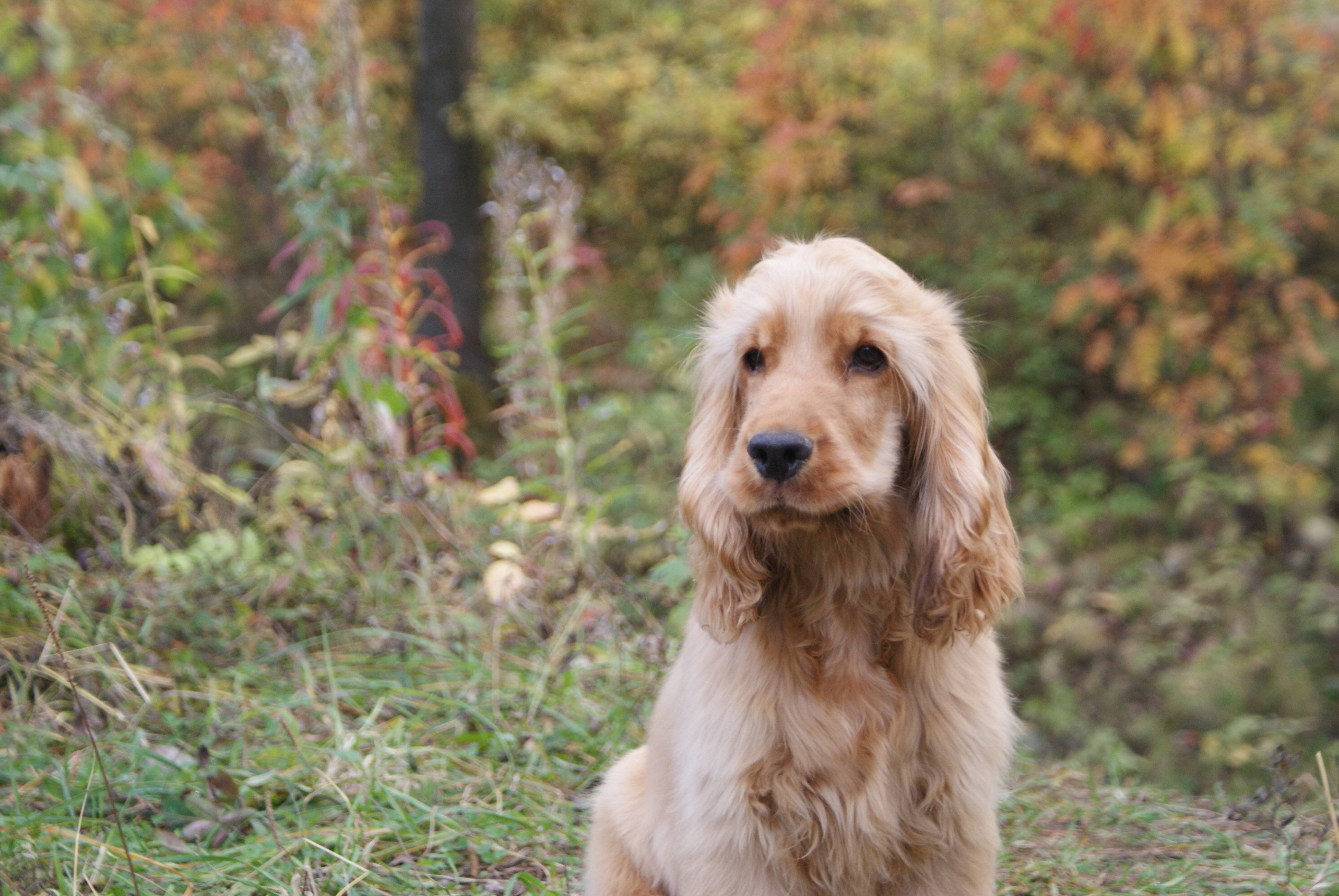 English Cocker Spaniel in the forest wallpapers and image