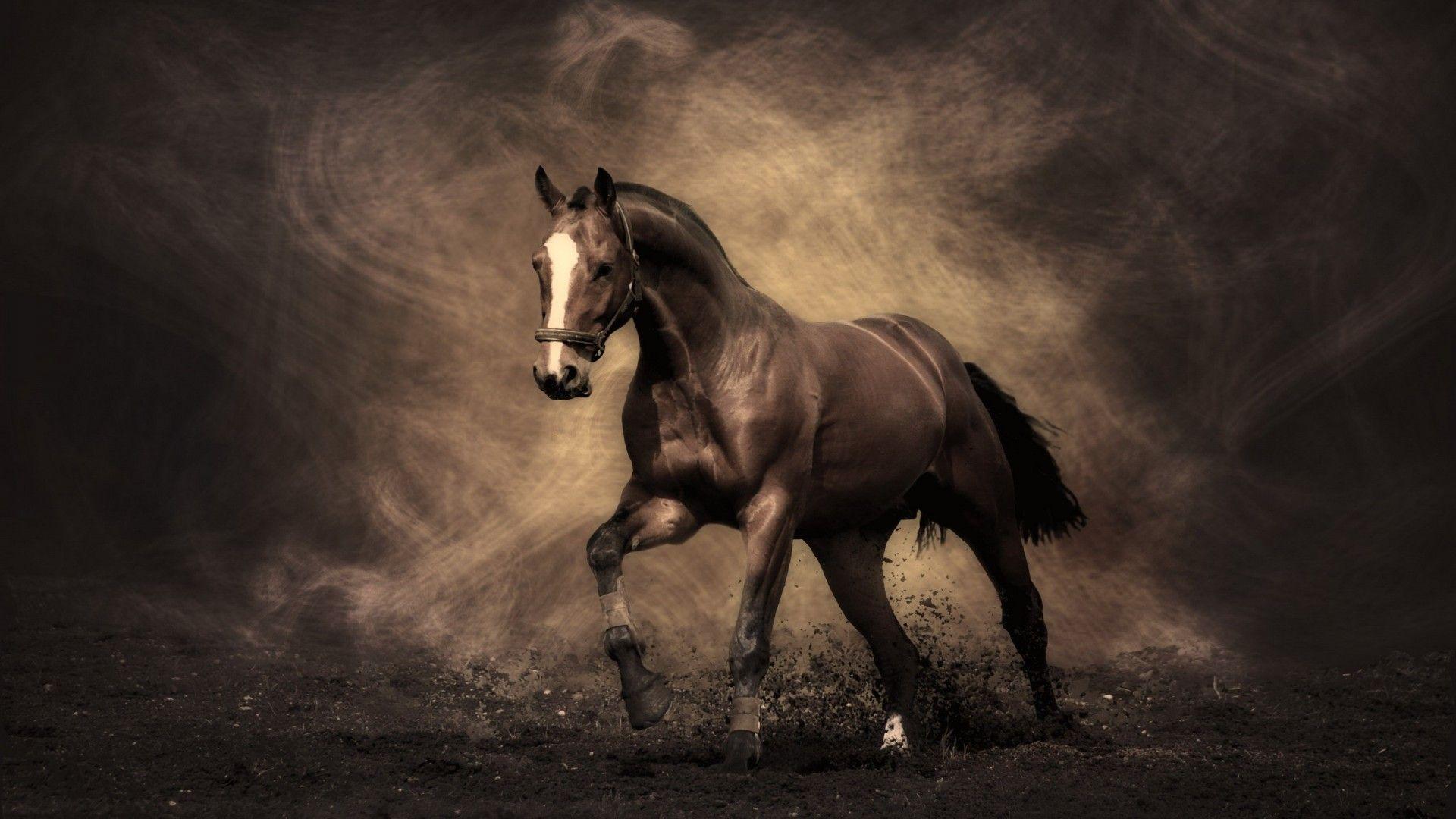 Arabian Racing Horse Desktop. High Quality Wallpaper, Wallpaper