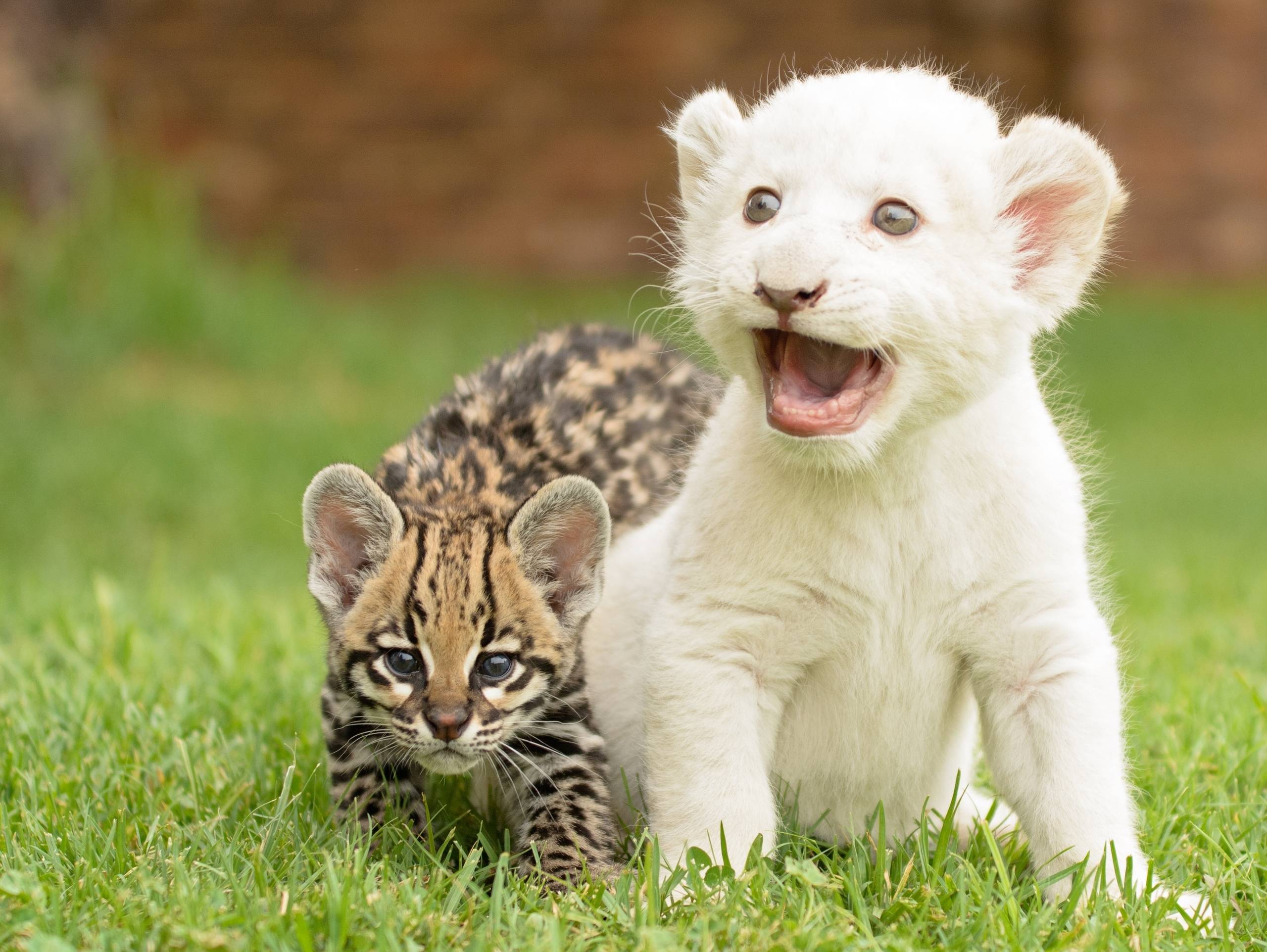 kittens cubs wallpaper, lion, ocelot, a wildcat