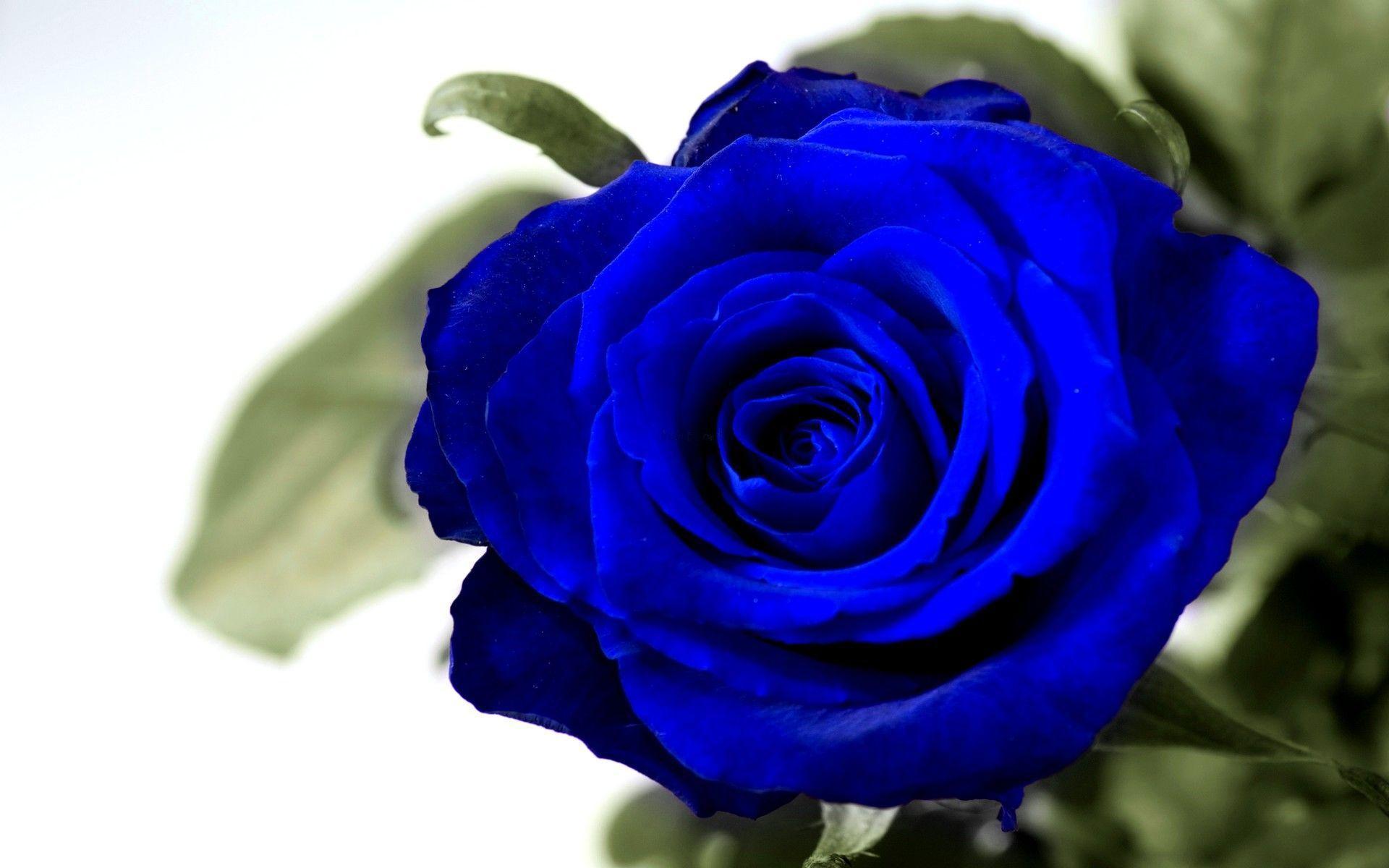 Blue Rose HD Photo 9921 1920x1200px