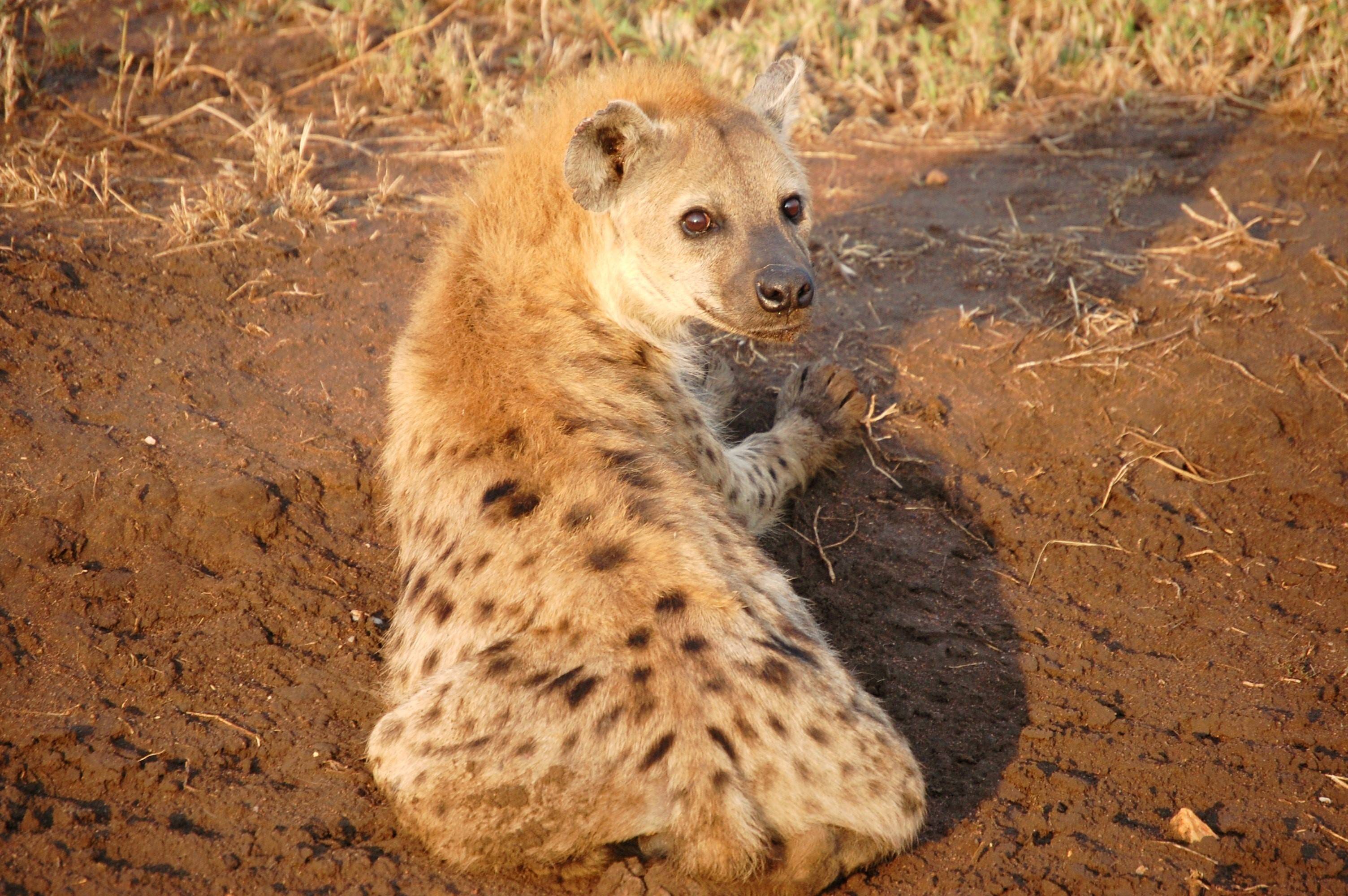 Angry Hyena Looking Back