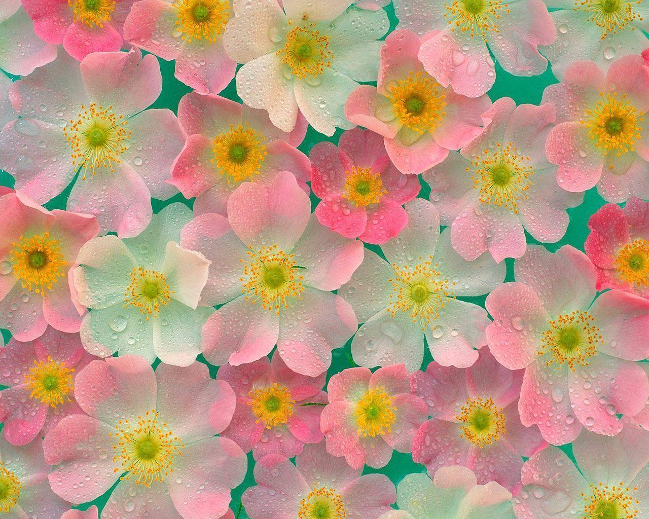Wallpaper Gt Flowers Free Flower Background Pink 1280x1024PX