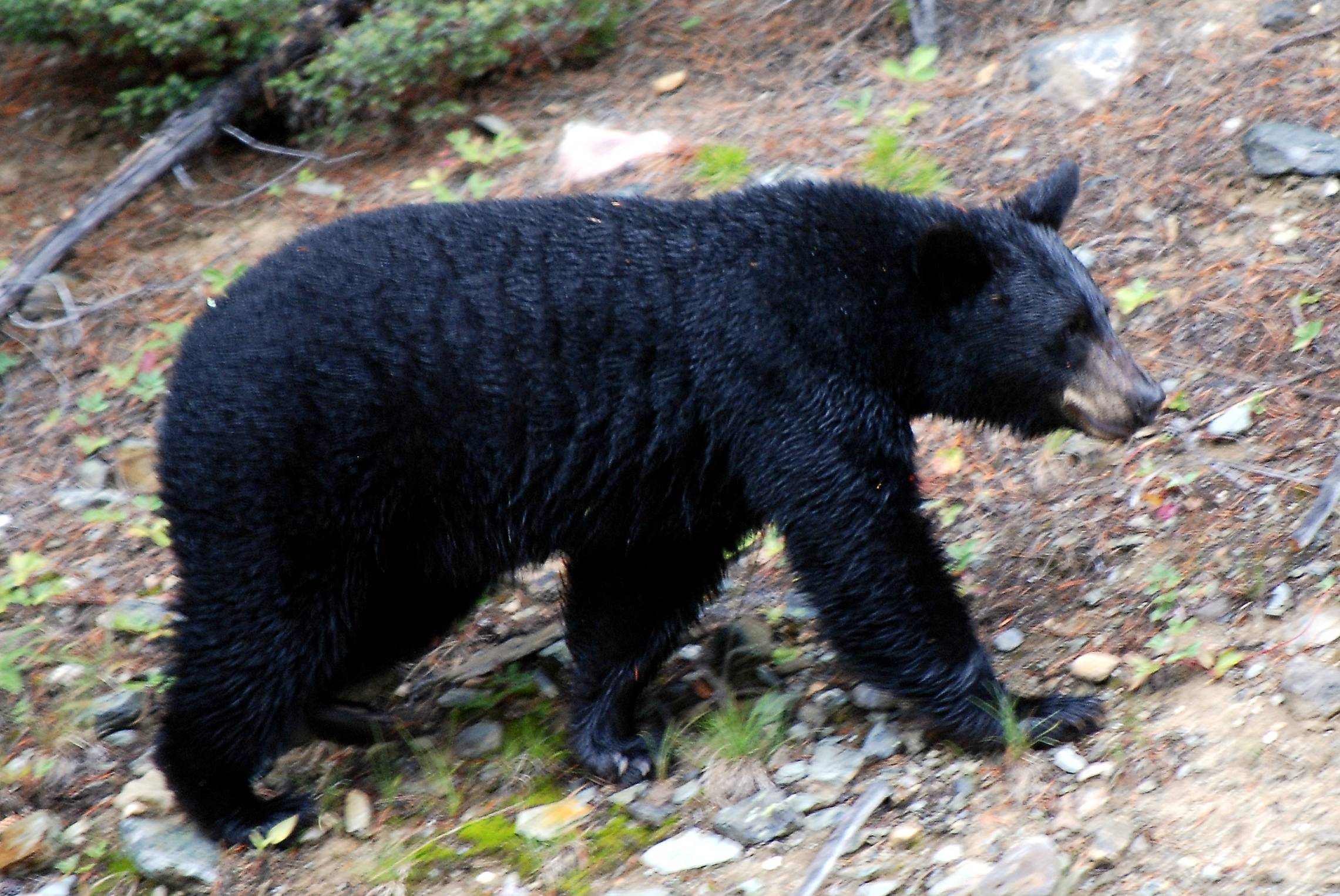 The Black Bear of Lake Louise. HD Wallpaper P