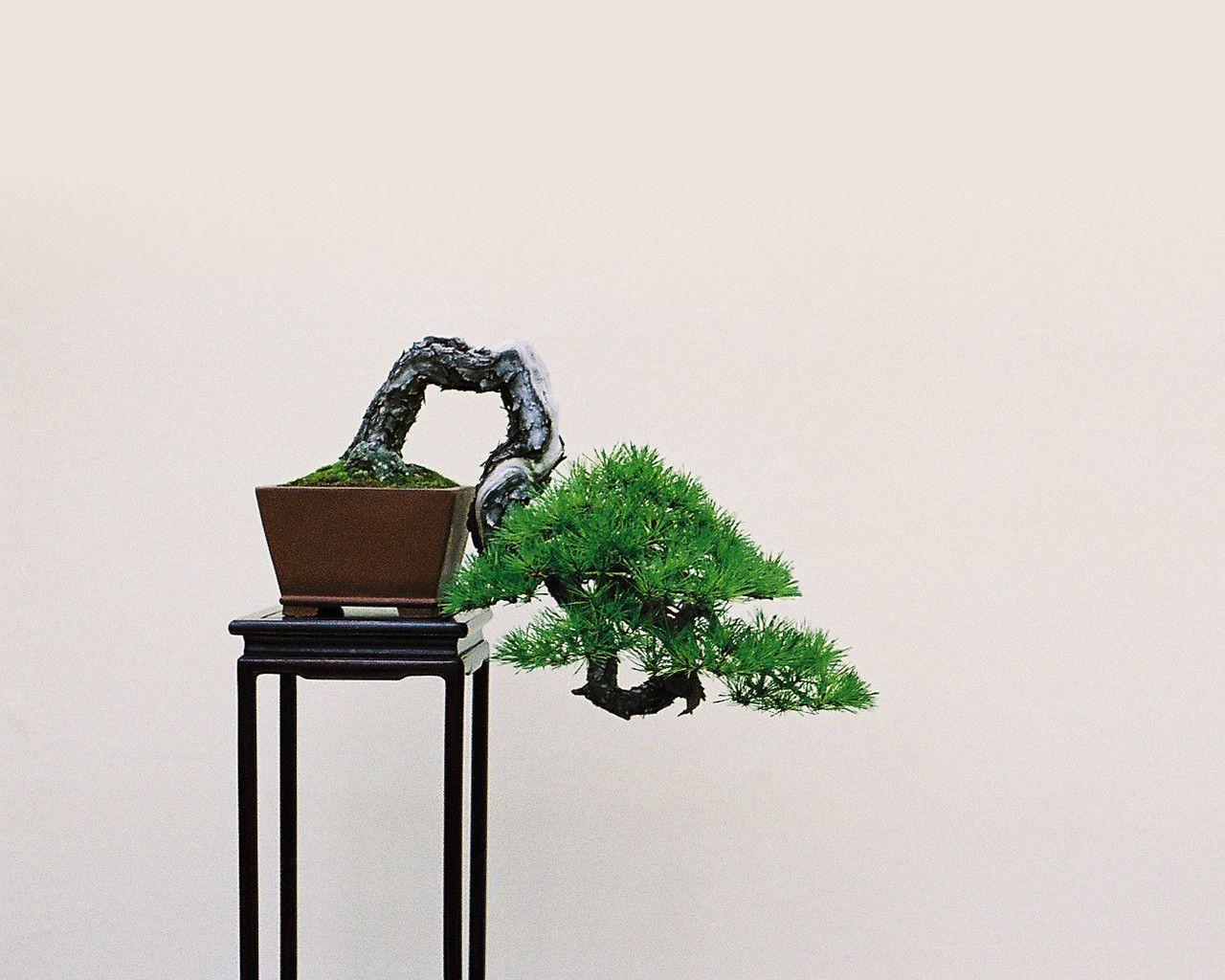 The Bonsai Journal: bonsai articles, galleries, and more. Bonsai