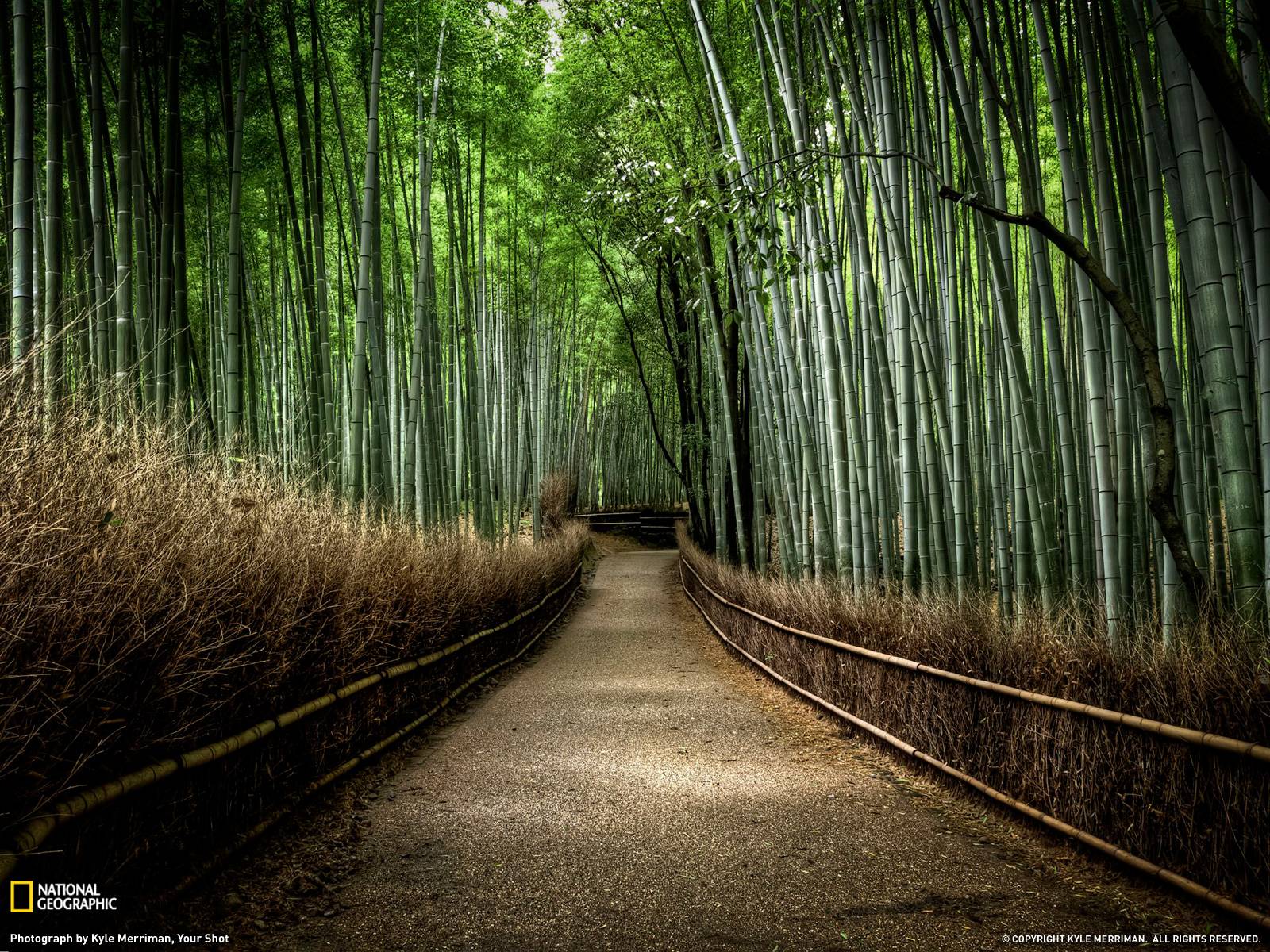 Bamboo Forest Photo, Nature Wallpaper